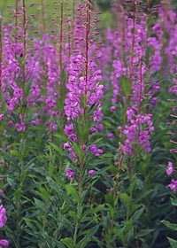 Epilobium angustifolium